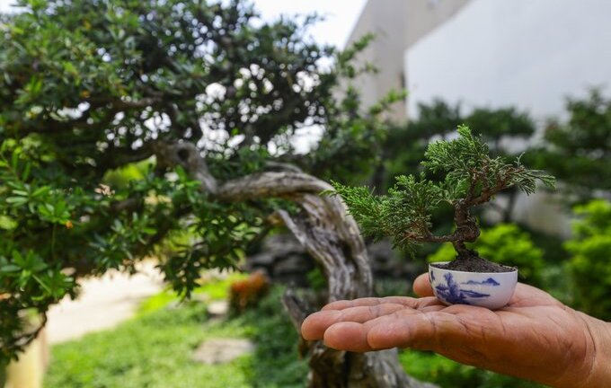 Bonsai tí hon giá chục triệu đồng ở Sài Gòn
