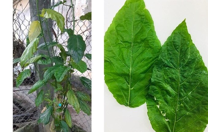 Mẹ mù quáng cho con ăn cháo lá lộc mại chữa táo bón, bé gái 1 tuổi bị tan máu cấp