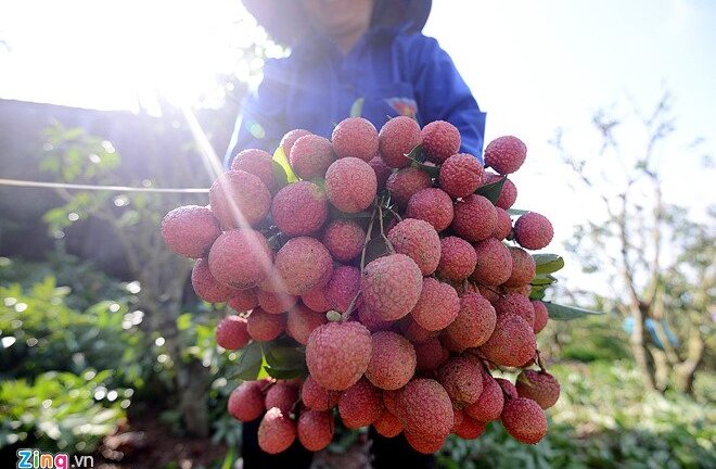 Bắc Giang nói gì trước tin vải thiều 3.000 đồng/kg, phải đổ sông?