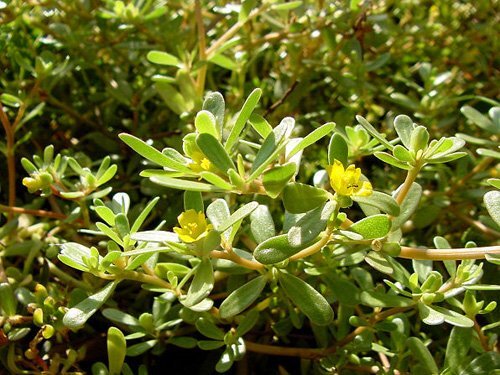 Rau sam, su hào... loại thực phẩm trong vườn nhà có khả năng chống nhiễm trùng tốt