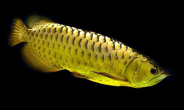 Ảnh: Chiêm ngưỡng những con cá rồng có giá cả tỷ đồng