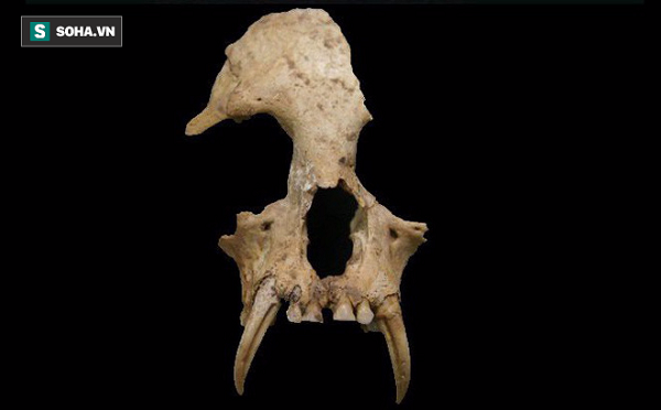 Tiết lộ bất ngờ về 'sinh vật lạ' bên trong lăng mộ bà nội Tần Thủy Hoàng