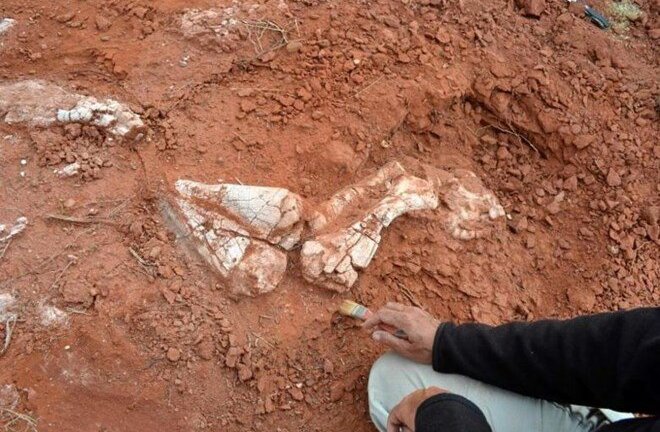 Phát hiện hóa thạch khủng long cách nay hơn 200 triệu năm