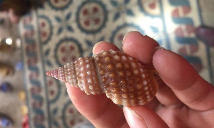 Cô giáo trẻ tê chân tay, ngạt thở, chết thương tâm sau vài giờ ăn ốc biển lạ