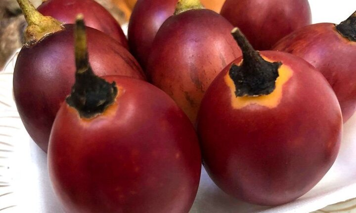 Cà chua 300.000 đồng/kg mùi vị cực lạ