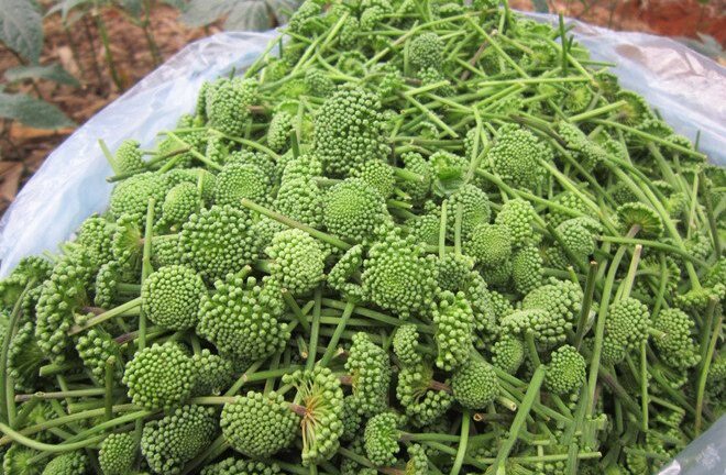 Dùng tam thất khiến nam giới yếu sinh lý?