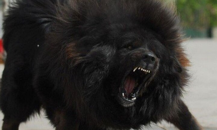 Chó ngao Tây Tạng cắn chết người ở Hà Nội: Tiết lộ nguyên nhân trẻ thường bị chó tấn công