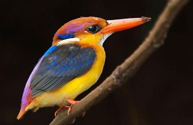 Người thì bạc tóc, vì sao loài chim không bị bạc lông khi về già?