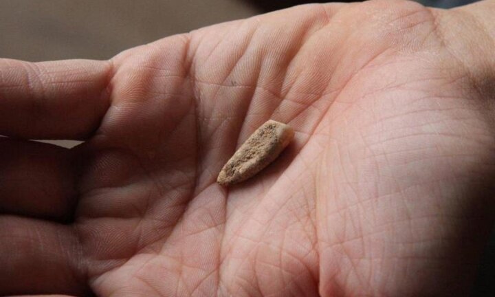 Phát hiện hóa thạch răng sữa 560.000 tuổi