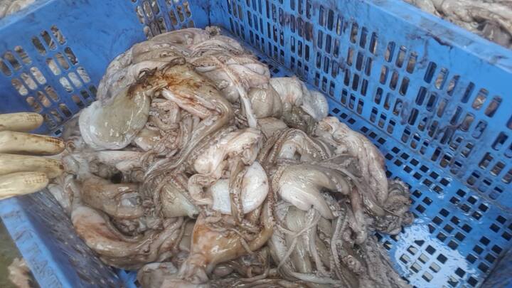 Ăn phải hải sản, bạch tuộc tẩy trắng bằng hóa chất, cơ thể bị hủy hoại thế nào?