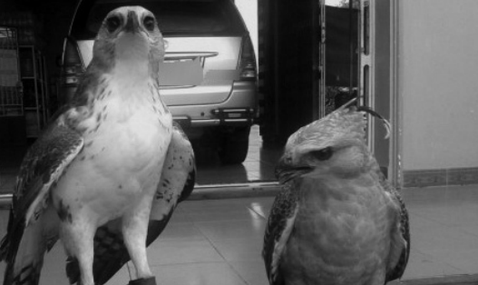 Thực hư bí thuật sử dụng 'thần điểu' để quý bà hồi xuân