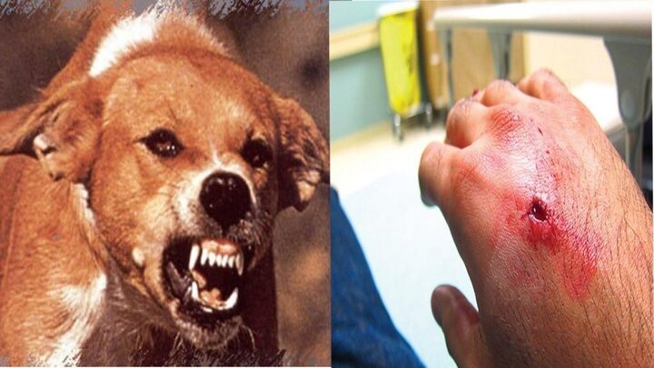 Người đàn ông chết sau 1 tháng bị chó nhà cắn vì không tiêm phòng dại