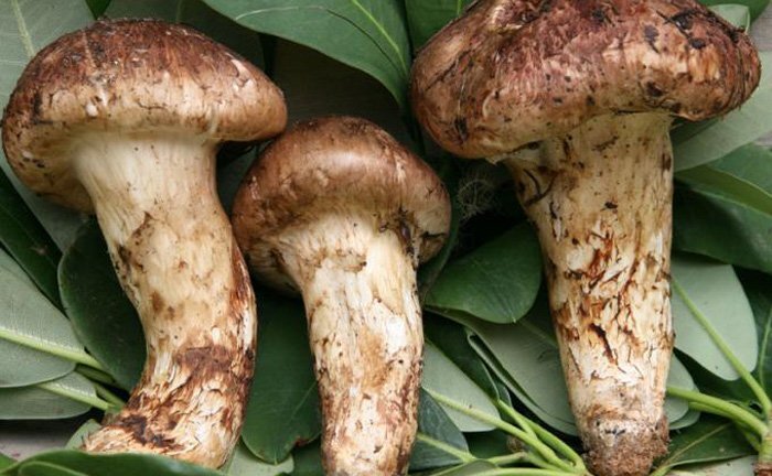 Hàng trăm người đặt tiền, chờ mua loại nấm đắt nhất thế giới về Việt Nam