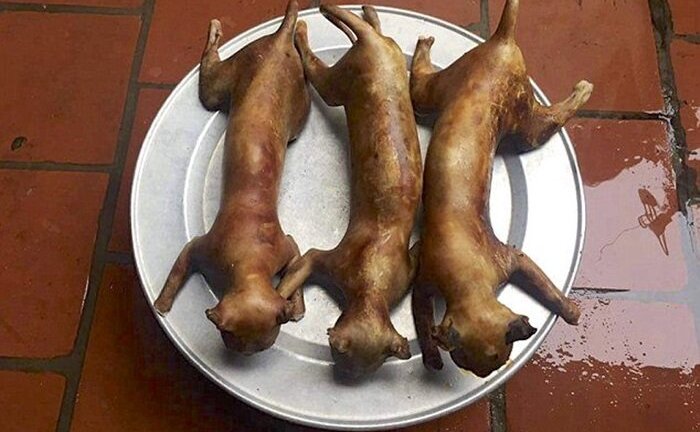 Ăn thịt mèo không đúng dễ nhiễm bệnh dại, nguy hiểm chết người