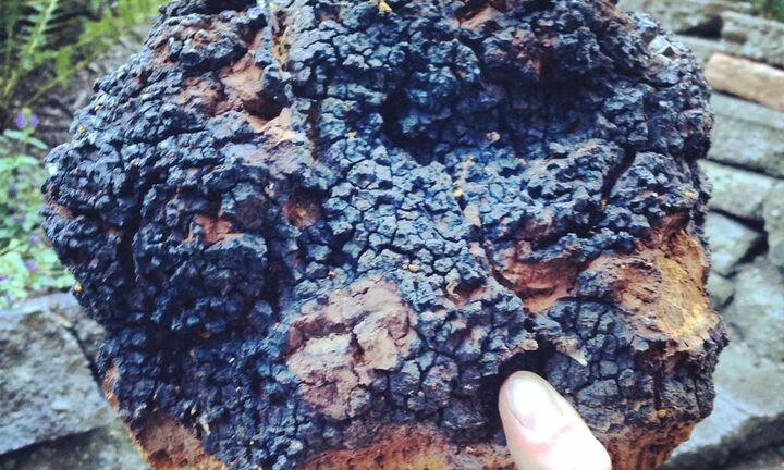 Không ngờ thứ giống cục than cháy sém này lại là ‘thần dược’ chống ung thư, ngừa lão hóa