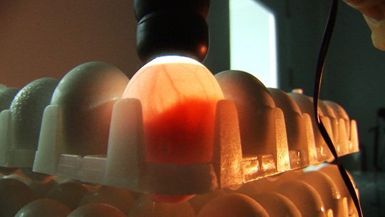 Cận cảnh quá trình điều chế vắc xin phòng H5N1 'made in Việt Nam'