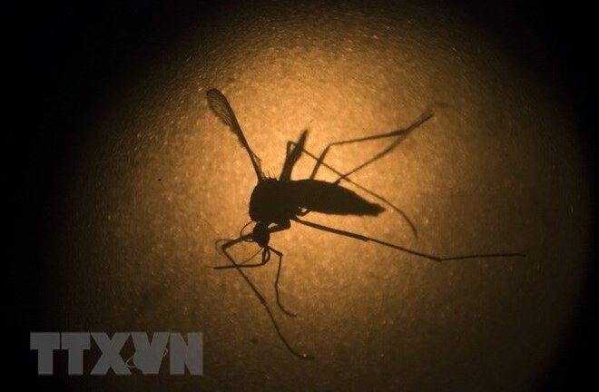 Ấn Độ ghi nhận 22 ca nhiễm virus Zika, chưa có trường hợp thiệt mạng