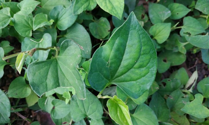 5 loại rau dại công dụng chữa bệnh như 'thần dược', có sẵn trong vườn nhà người Việt