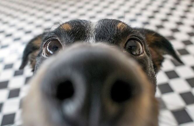 Chó được huấn luyện để phát hiện bệnh nhân sốt rét