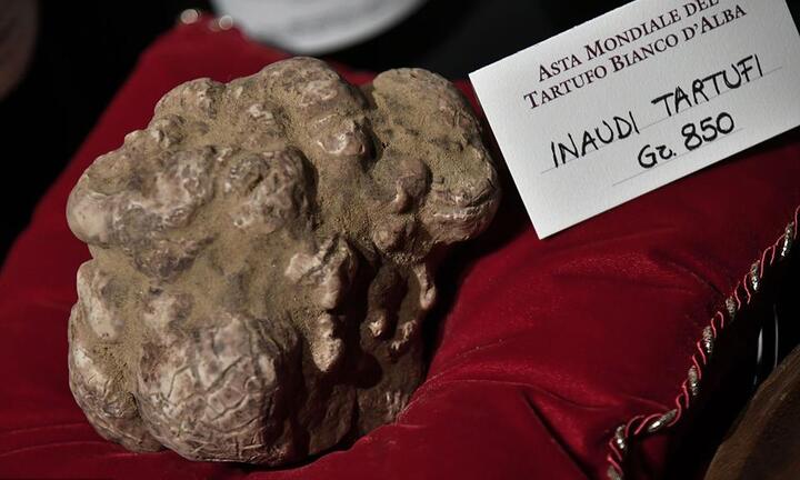 Loài nấm thần dược phòng the được bán giá 'cắt cổ'