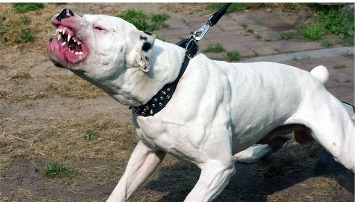 Pitbull - loài chó được mệnh danh là 'sát thủ máu lạnh'