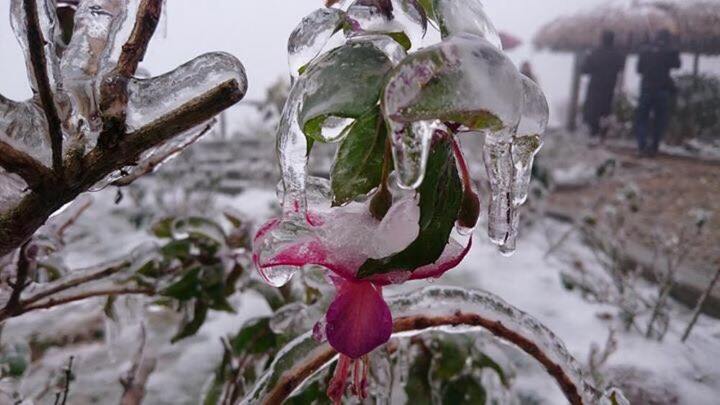 Trời rét -2°C, Thác Bạc phủ trắng băng tuyết