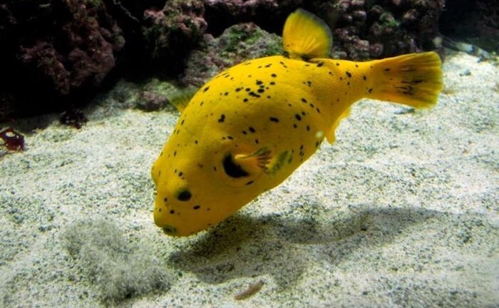 Ảnh: 15 sinh vật có nọc độc đáng sợ nhất trên Trái Đất