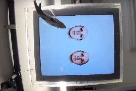 Loài cá cũng có thể nhận diện khuôn mặt con người