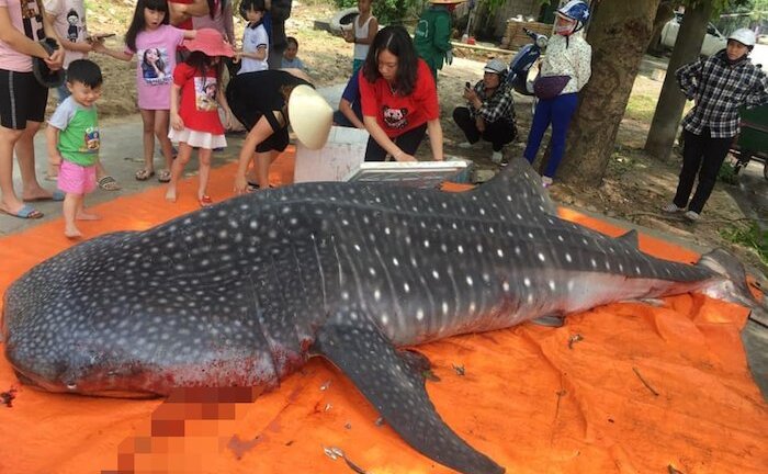 Cá mập bị xẻ thịt ở Thanh Hoá: Chính quyền nói không quý hiếm, chuyên gia khẳng định nằm trong Sách đỏ