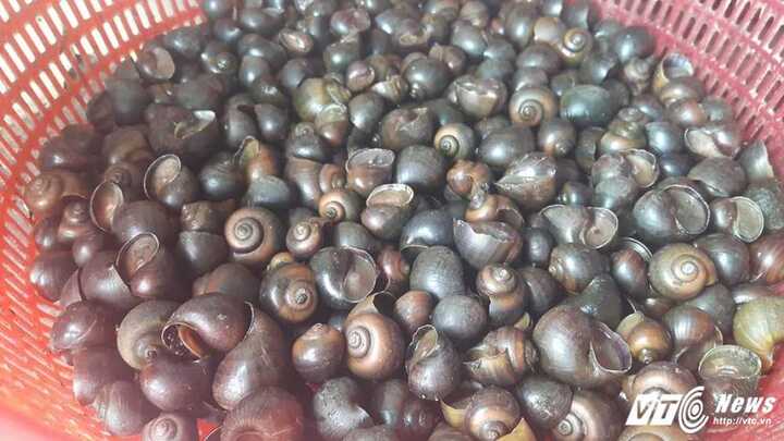 Cá chết hàng loạt ở Hồ Tây: Lộ chuyện 'ốc mạo danh'