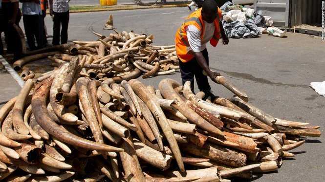 Tiêu hủy hơn 2 tấn ngà voi cùng 70kg sừng tê giác lậu