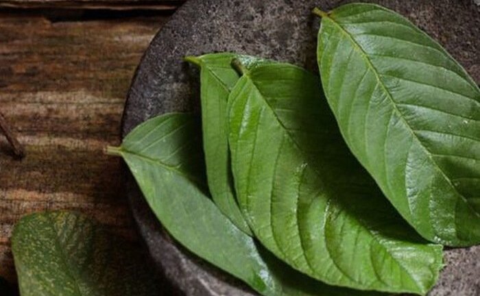 Ít người biết loại lá đắng chát, mọc bờ mọc bụi chữa bệnh tiểu đường