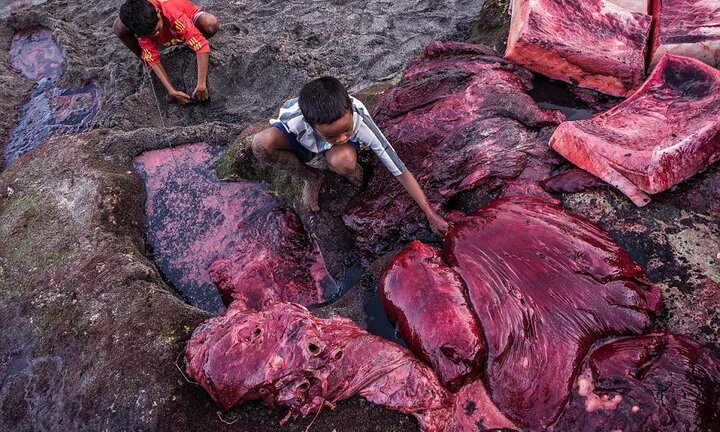 Ám ảnh cảnh ngư dân săn giết, xẻ thịt cá voi trên một hòn đảo xa xôi