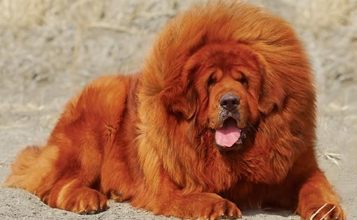 Bé gái 8 tháng tuổi bị chó ngao cắn chết: Ám ảnh những vụ chó Ngao Tây Tạng tấn công cắn chết người