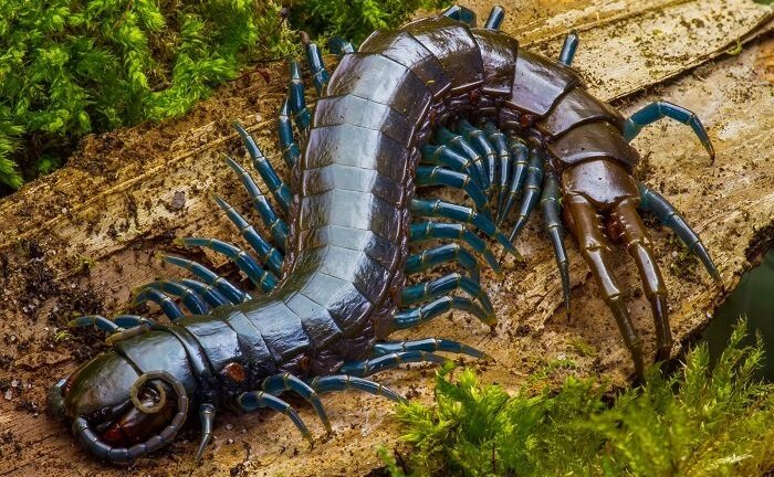 Nuốt rết sống chữa bệnh, hai mẹ con bị giun phổi chuột tấn công