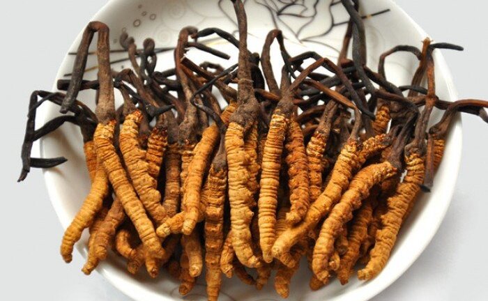 Sự thực kinh hoàng đông trùng hạ thảo bán giá trên trời tràn lan trên thị trường