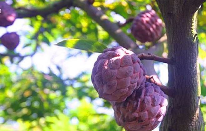 Những giống na độc lạ gây sốt thị trường Việt