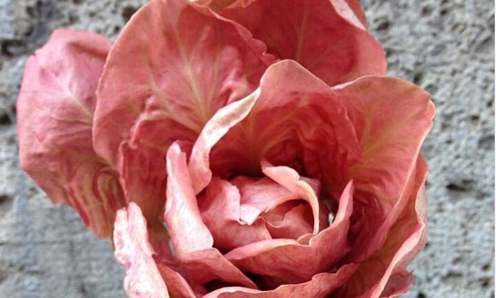 Rau diếp hồng nửa triệu đồng/kg có gì đặc biệt?