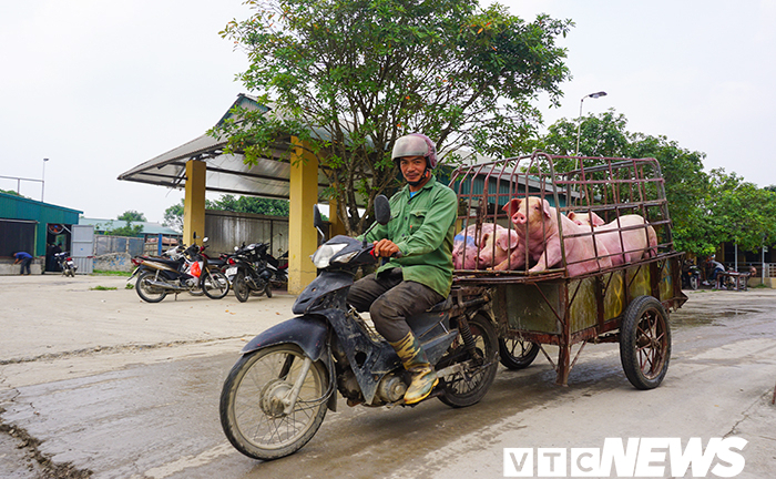 Giá lợn hơi lập đỉnh 78.000 đồng/kg, giá bán lẻ đắt kỷ lục 150.000 đồng/kg