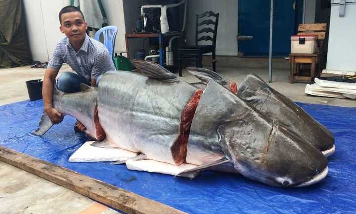 Ngư dân Lào bắt được cá tra nặng 200kg chuyển về Sài Gòn bán