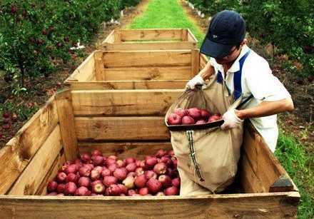 Những 'góc khuất' của du học sinh Việt Nam tại Úc