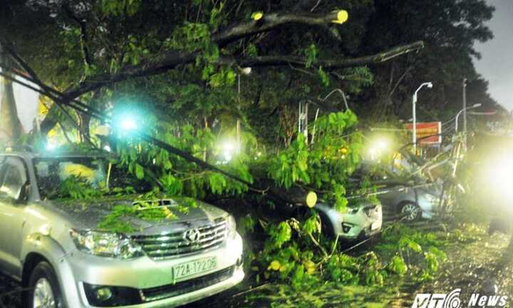 Cây ngã đè gần chục chiếc ô tô giữa Sài Gòn
