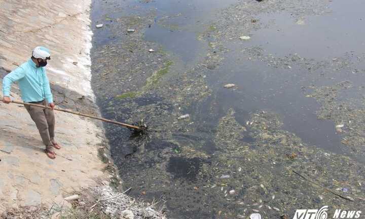 Tìm ra nguyên nhân cá chết hàng loạt ở Đà Nẵng