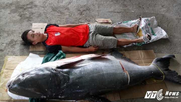 Cá tra dầu nặng 130kg mắc câu tại sông Sêrêpôk