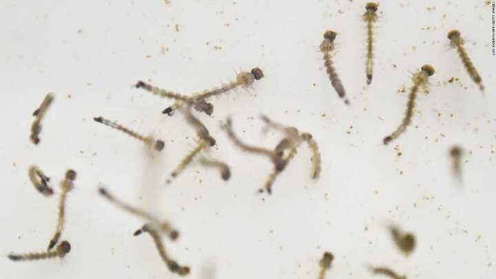 TP.HCM: Virus Zika lan nhanh, 9 thai phụ nhiễm bệnh