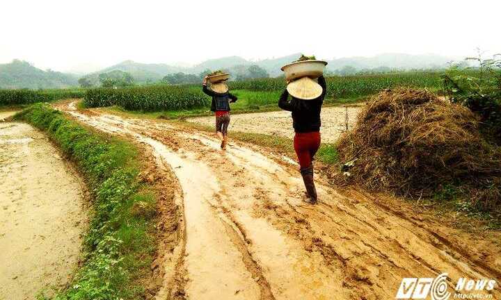 Bà con nông dân vùng cao Nghệ An ra đồng làm việc ngày mùng 3 Tết