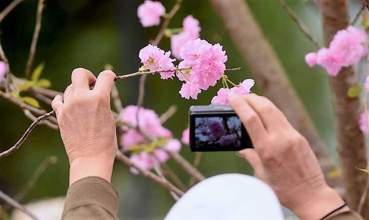 Hoa chưa nở, Đà Lạt hủy lễ hội hoa mai anh đào