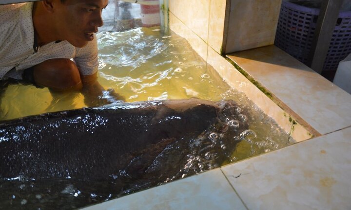 Cận cảnh cá mú nghệ khủng bơi lội trong nhà hàng ở Sài Gòn