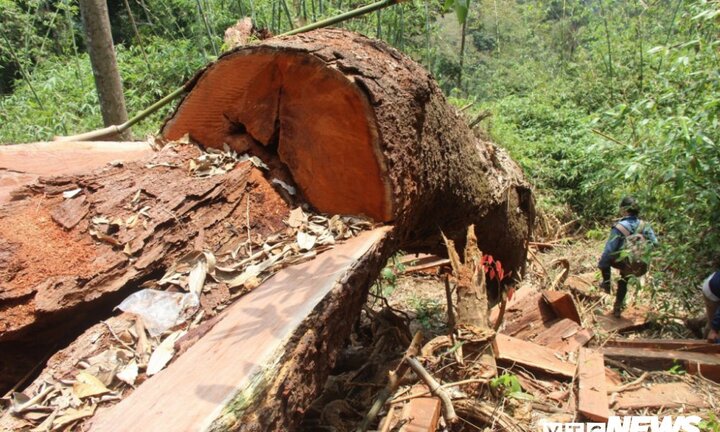 Để mất rừng lim xanh và khoáng sản, nhiều cán bộ bị kỷ luật