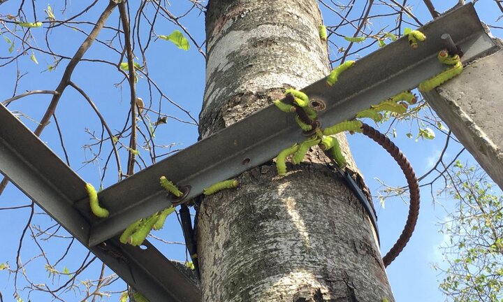 Đàn sâu khổng lồ tấn công hàng cây xanh ở Bình Dương